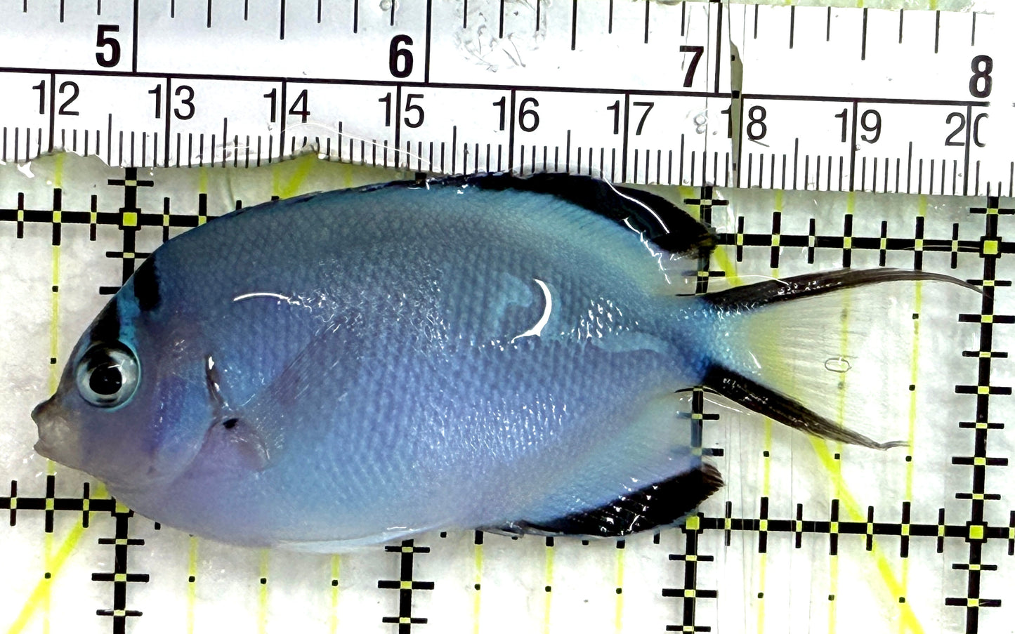 Watanabe Angelfish (Female) WA082601 WYSIWYG Size: L 3.25" approx