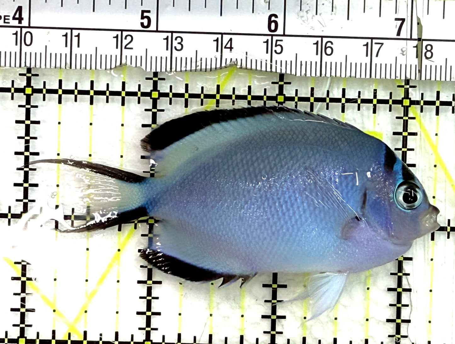 Watanabe Angelfish (Female) WA082601 WYSIWYG Size: L 3.25" approx