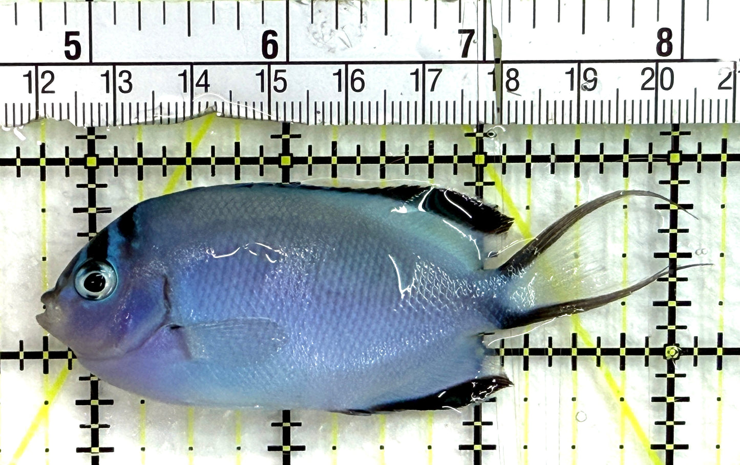 Watanabe Angelfish (Female) WA082602 WYSIWYG Size: L 3.5" approx