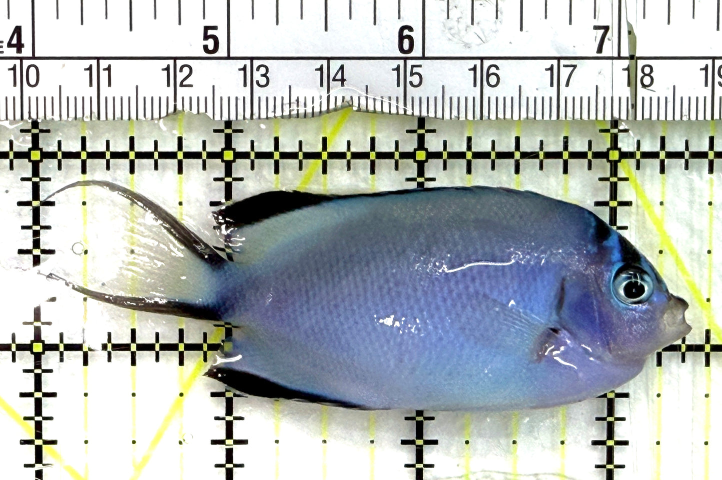 Watanabe Angelfish (Female) WA082602 WYSIWYG Size: L 3.5" approx