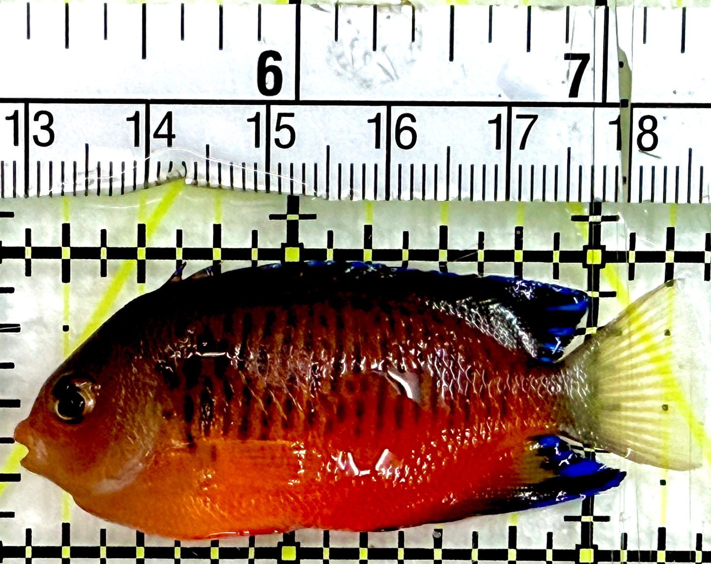 False Shepardi Angelfish (Hybrid of Flame and Rusty) FSA082401 WYSIWYG Size: M 2.25"