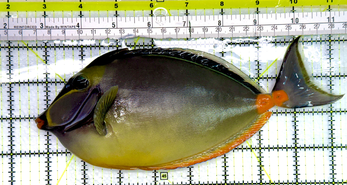 Naso Tang NT082401 WYSIWYG Size: XXL Streamers 8.5”