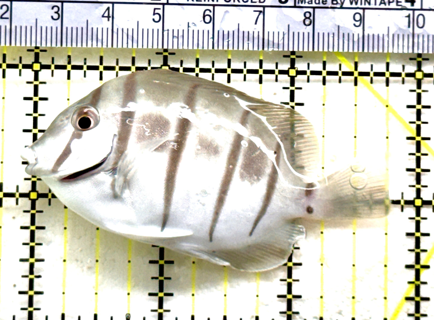 Convict Tang CT081701 WYSIWYG Size: L 2.75" approx