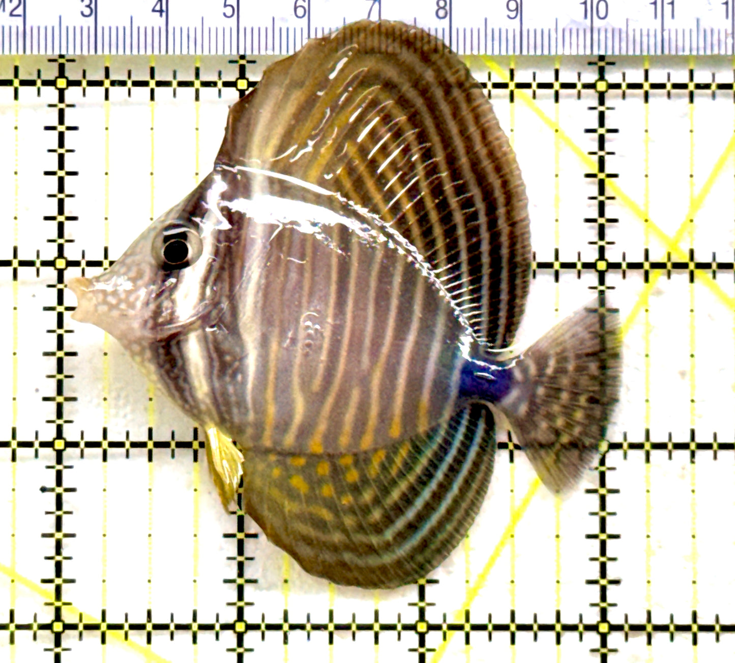 Desjardini Tang (Red Sea Sailfin Tang) DT081701 WYSIWYG Size: M 3" approx