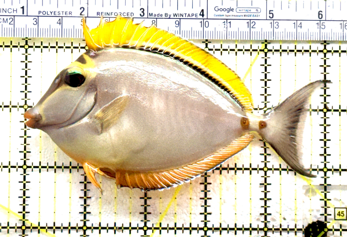 Blonde Naso Tang (Maldives Special Grade) BNT081701 WYSIWYG Size: M 5" approx