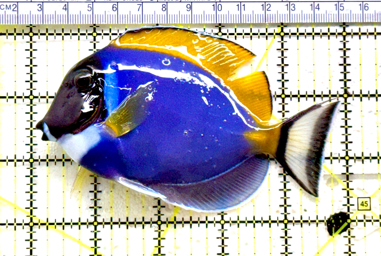 Powder Blue Tang(Maldives) PBT081701 WYSIWYG Size: L 5" approx