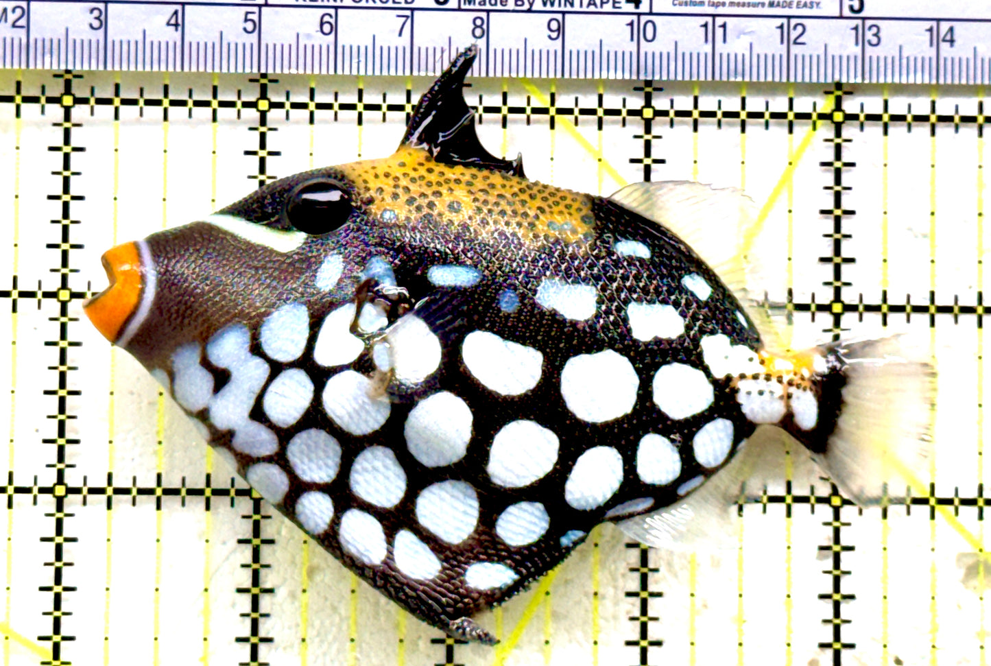 Clown Triggerfish CT081701 WYSIWYG Size: ML 4,5" approx