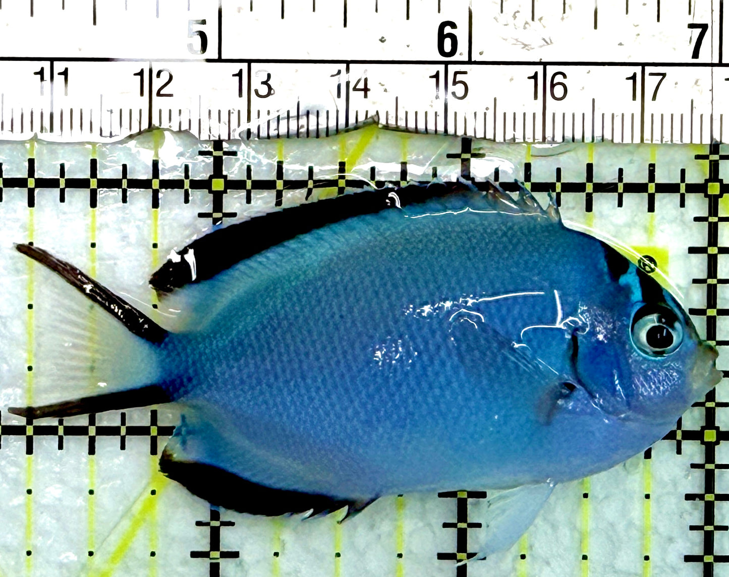 Watanabe Angelfish (Female) WA082401 WYSIWYG Size: L 3.75"
