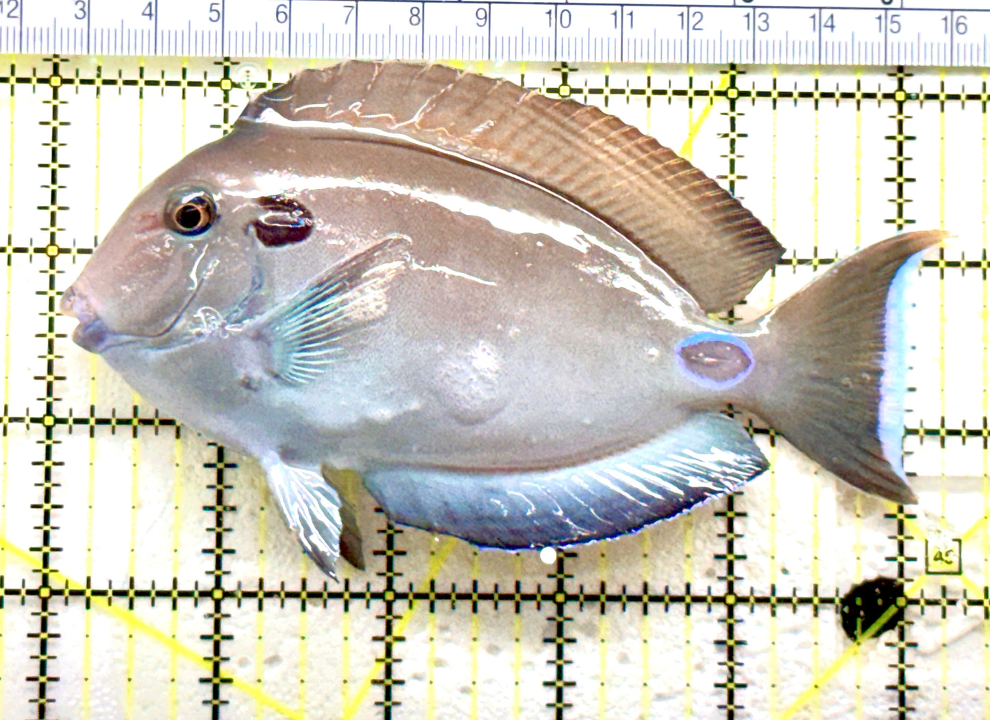 Lieutenant Tang LT081801 WYSIWYG Size: ML 5.25" approx