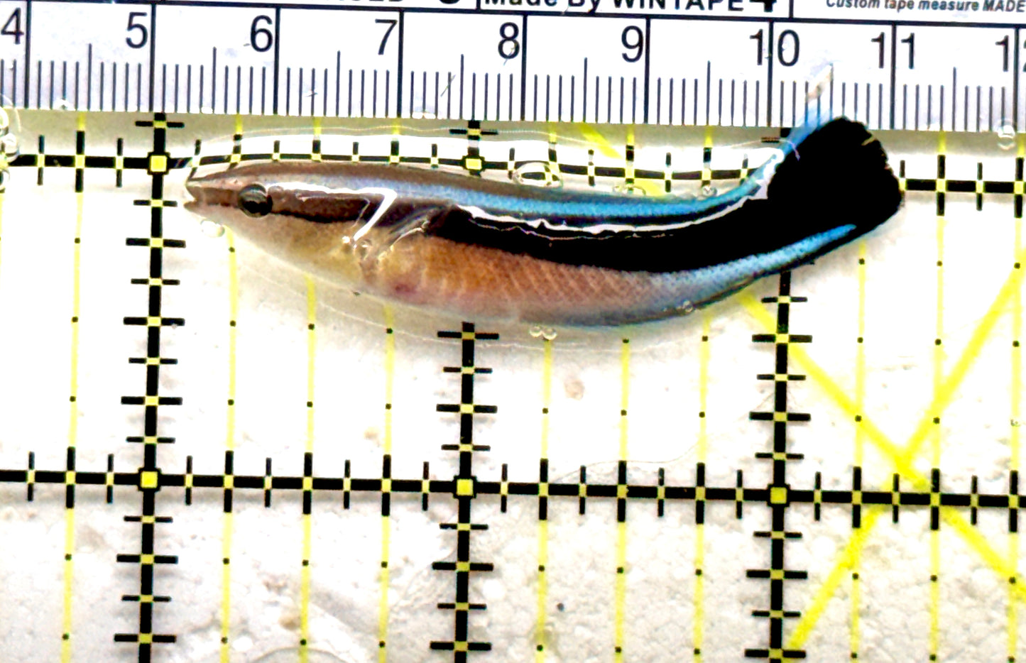 Blue Cleaner Wrasse BCW081801 WYSIWYG Size: XL 2.5"approx