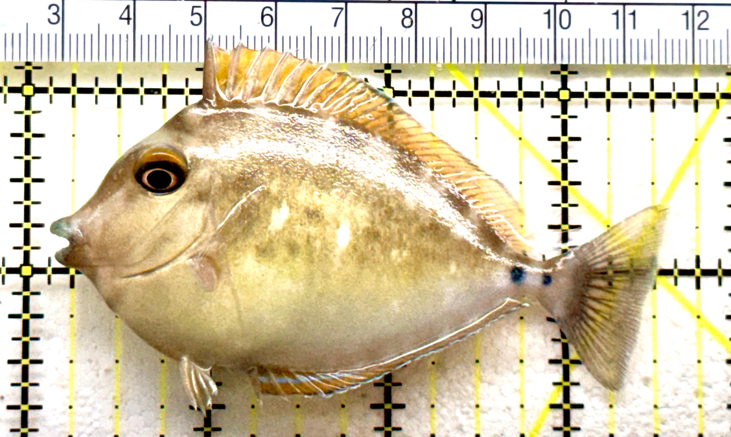 Unicorn Tang UT081801 WYSIWYG Size: M 3.5" approx