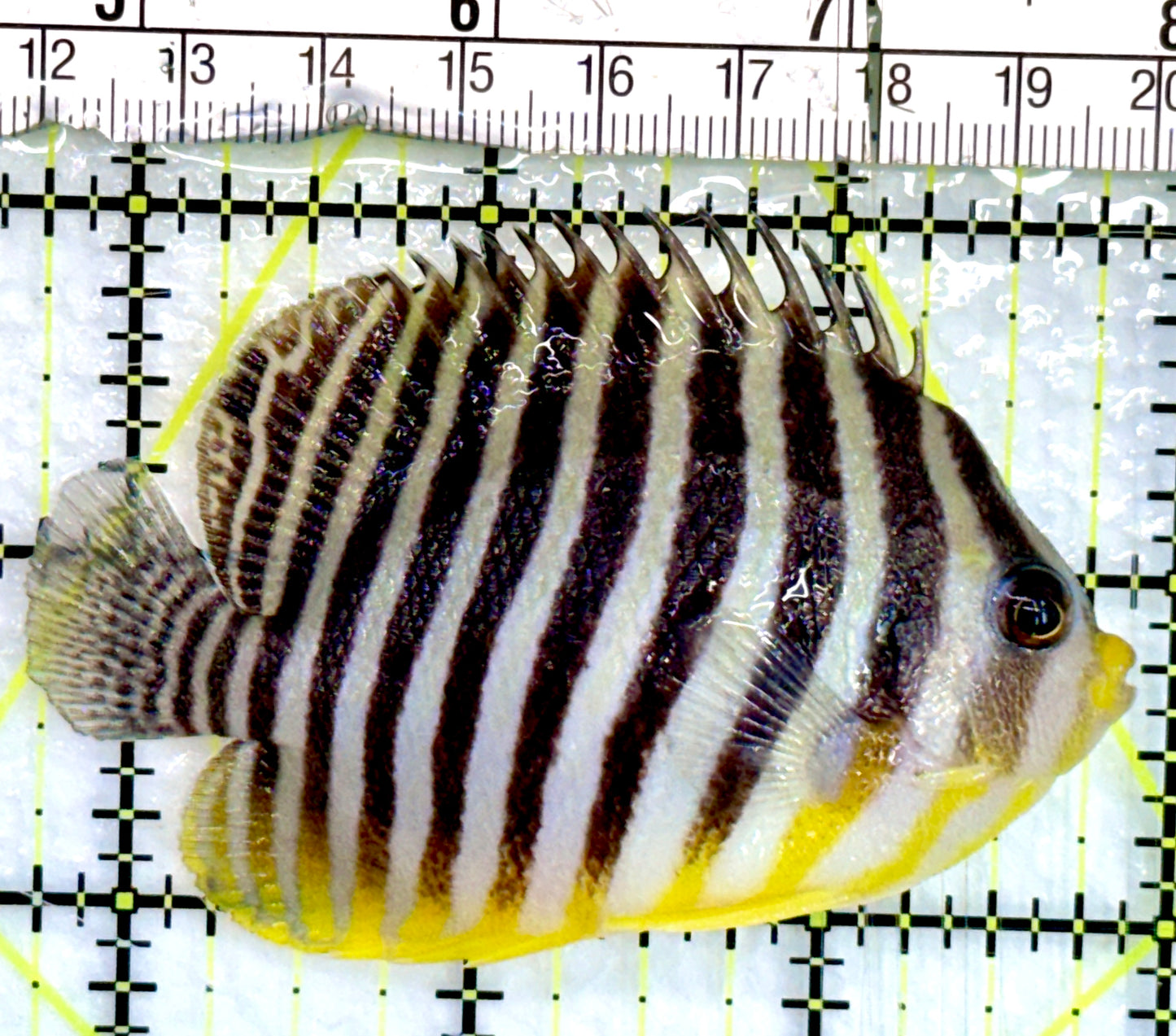 Multibar Angelfish MA082401 WYSIWYG Size: 3.25"