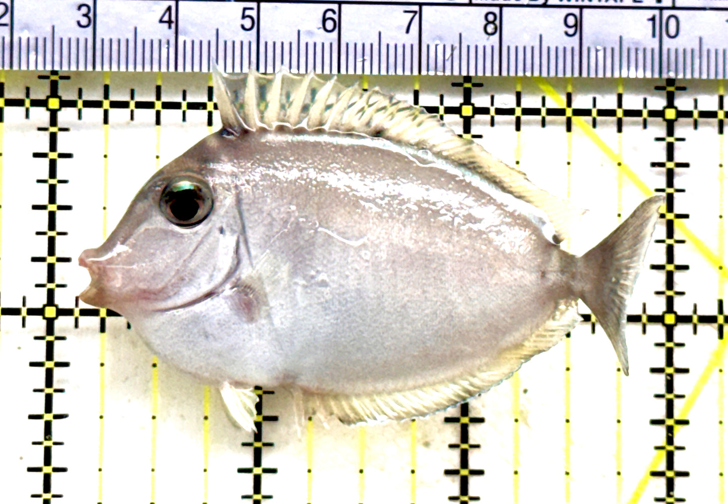 Unicorn Tang UT081802 WYSIWYG Size: S 3" Approx