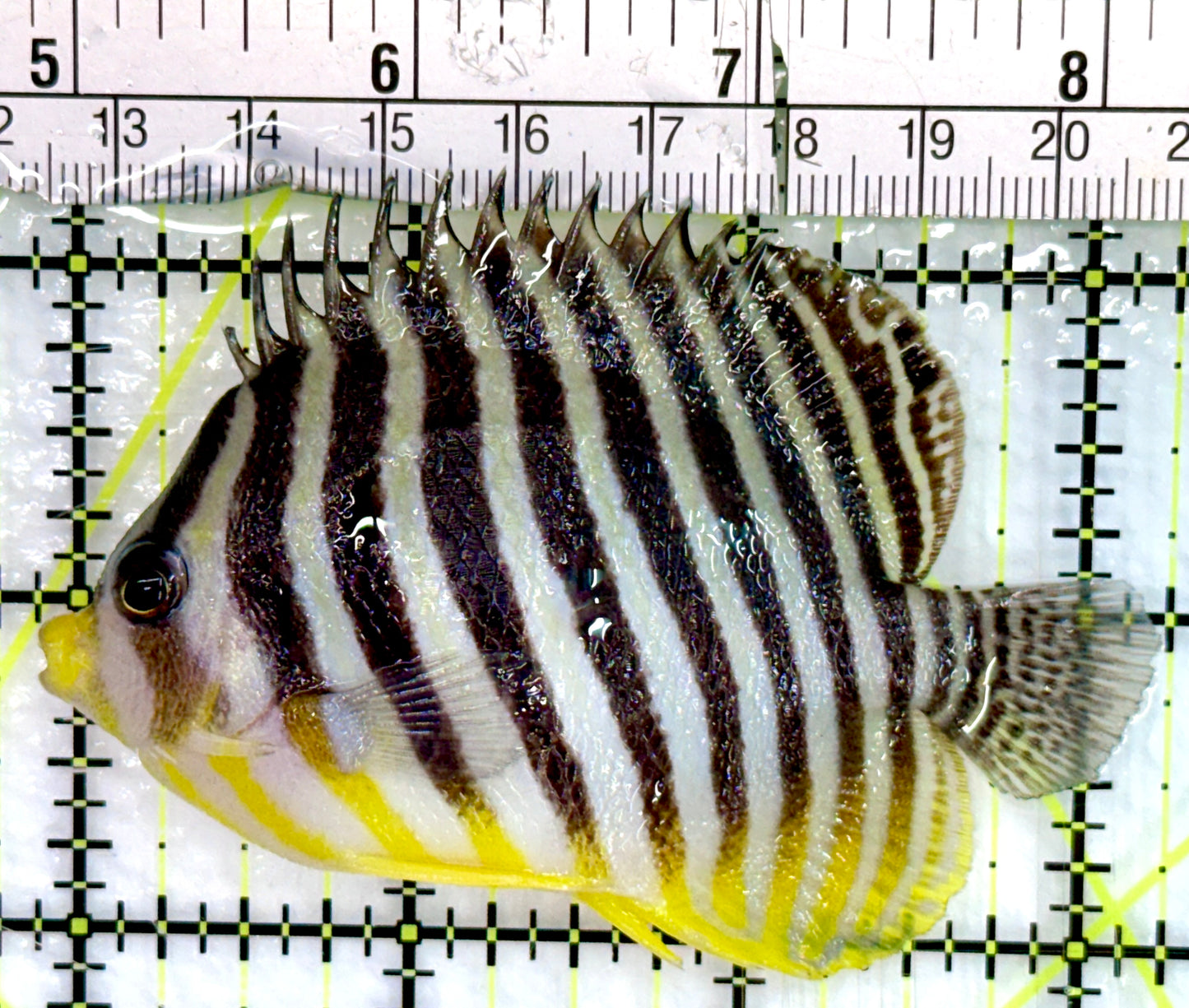 Multibar Angelfish MA082401 WYSIWYG Size: 3.25"