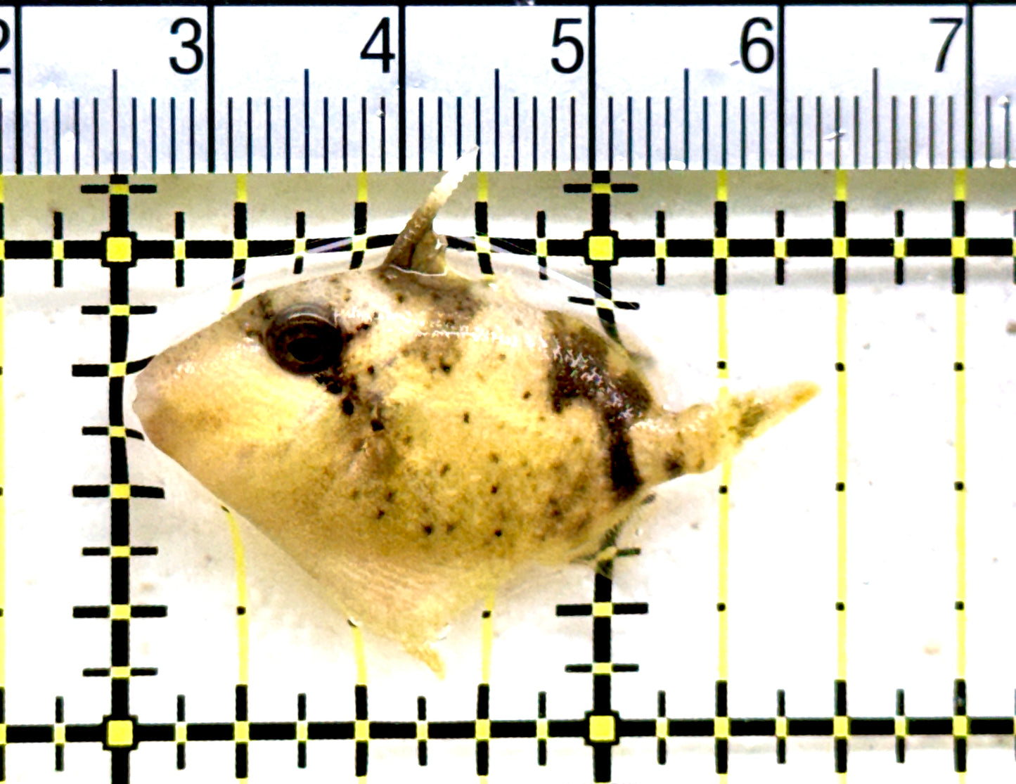 Yellowmargin Triggerfish YT081801 WYSIWYG Size: S 1.5"Approx