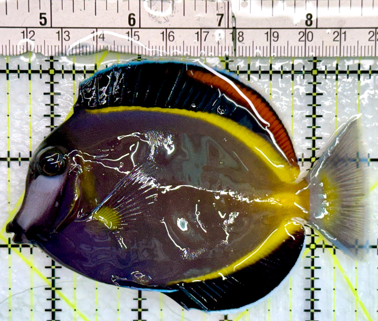 Powder Brown Tang PBT082402 WYSIWYG Size: L 4"