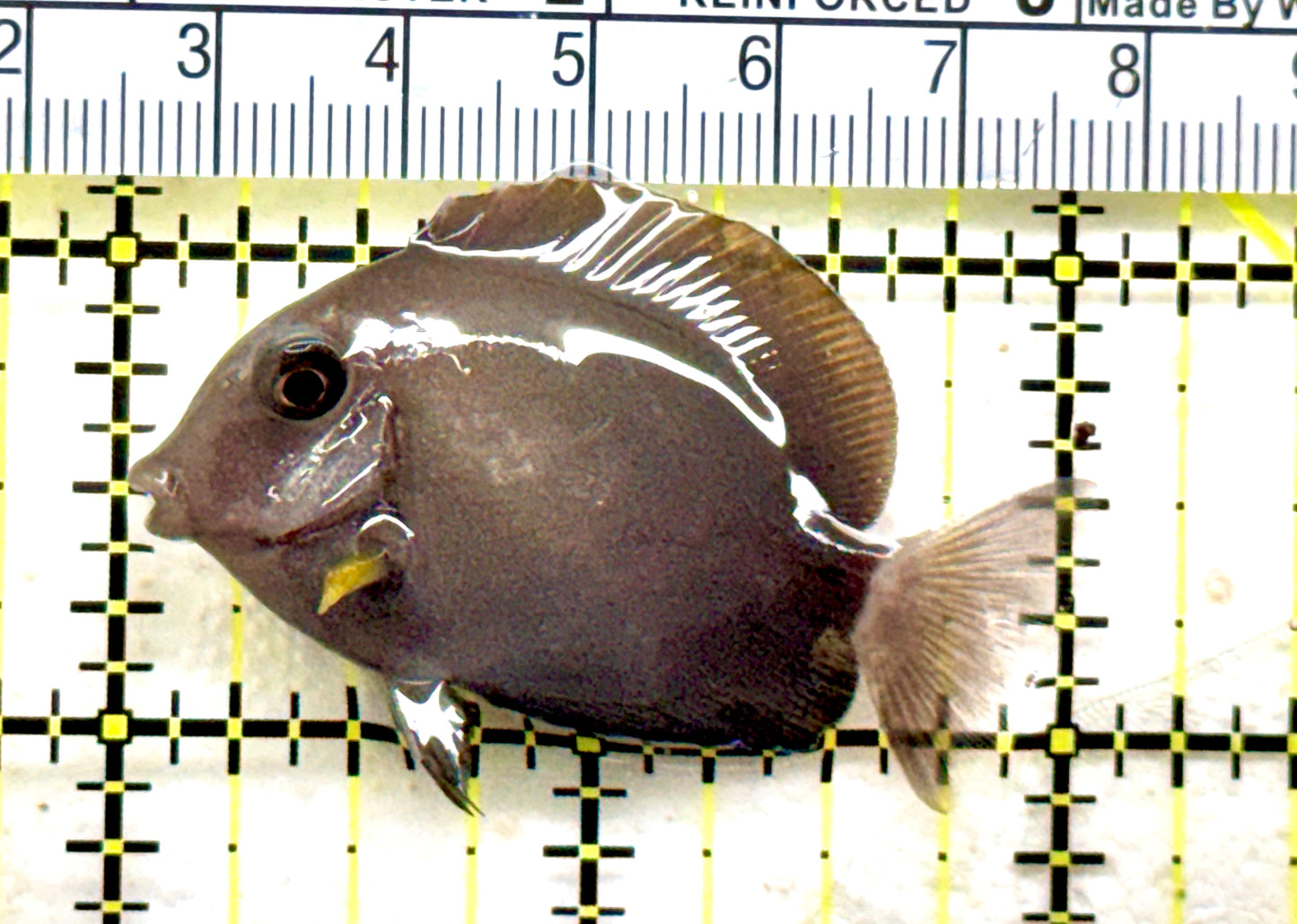 Blochii (Ring Tail) Tang BT081801 WYSIWYG Size: Tiny 2" Approx