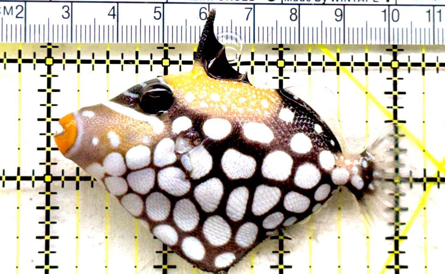Clown Triggerfish CT081802 WYSIWYG Size: SM 3" approx