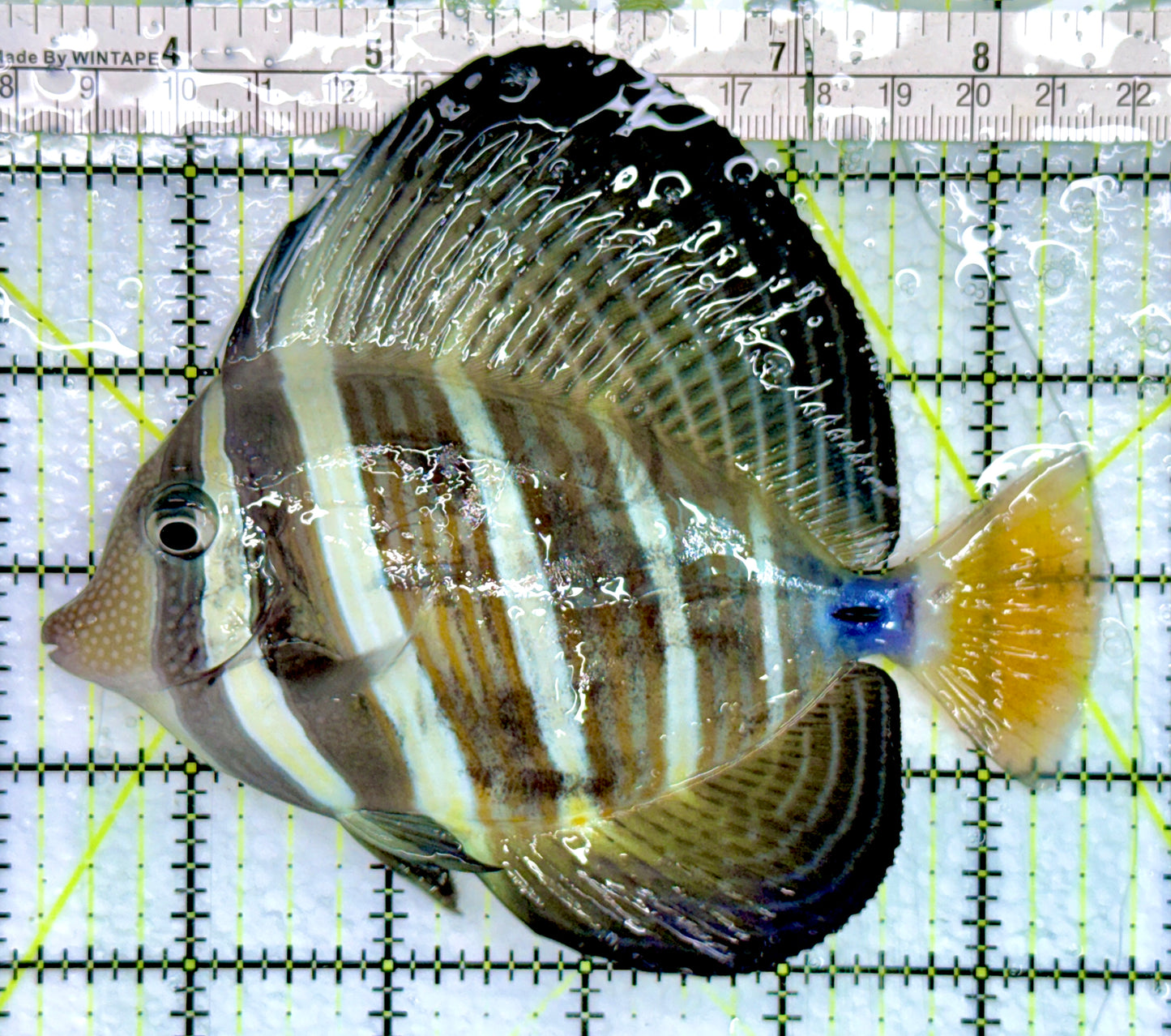 Sailfin Tang ST082401 WYSIWYG Size: XL 5.25"