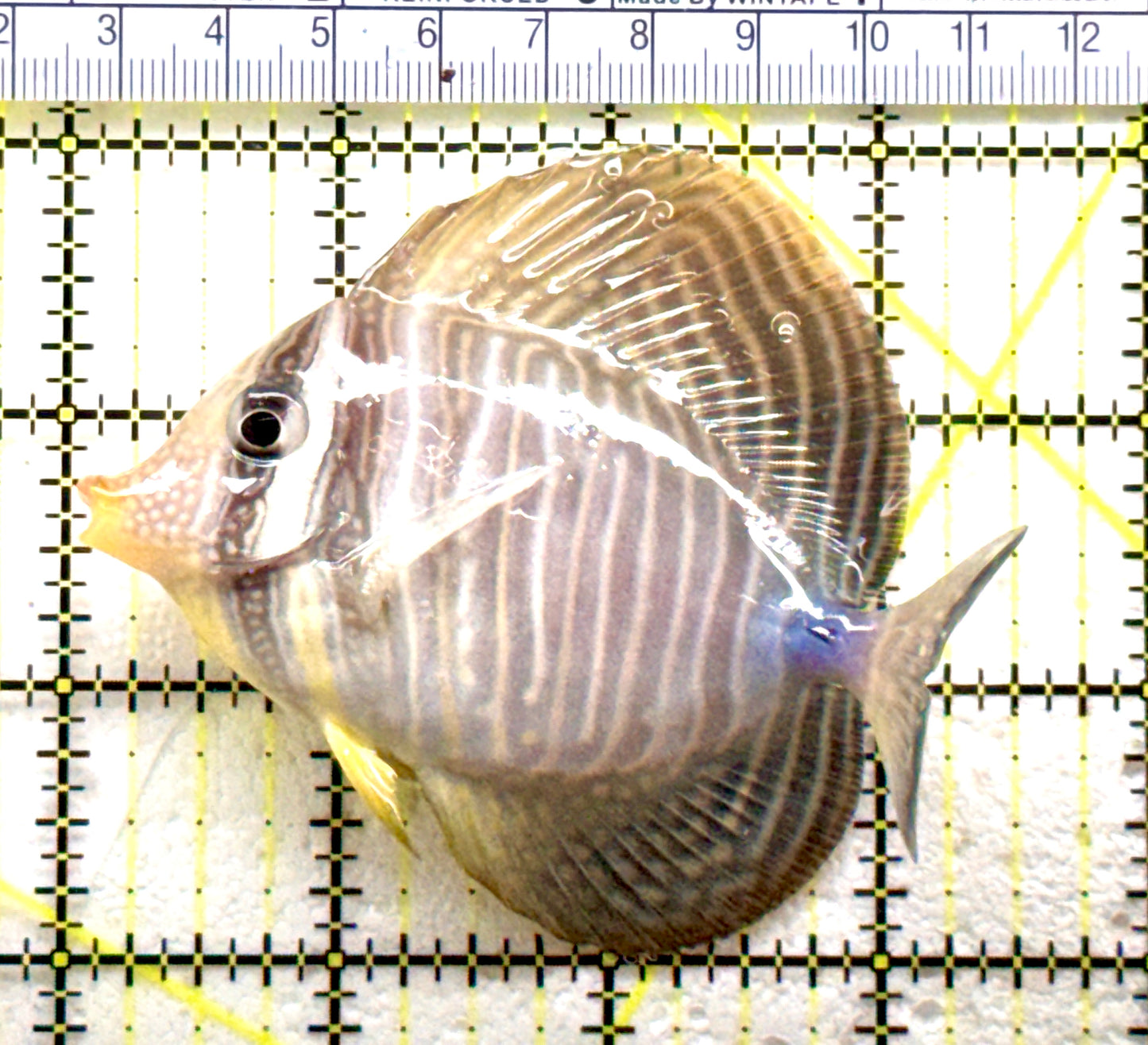 Desjardini Tang (Red Sea Sailfin Tang) DT081703 WYSIWYG Size: M 2.5" approx