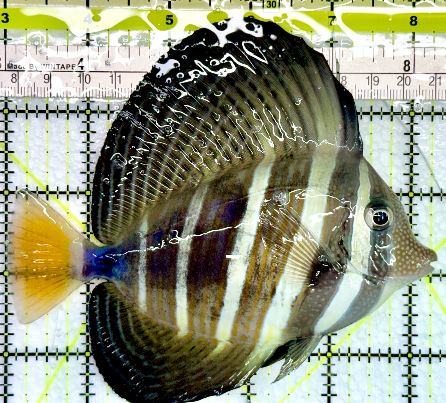 Sailfin Tang ST082401 WYSIWYG Size: XL 5.25"