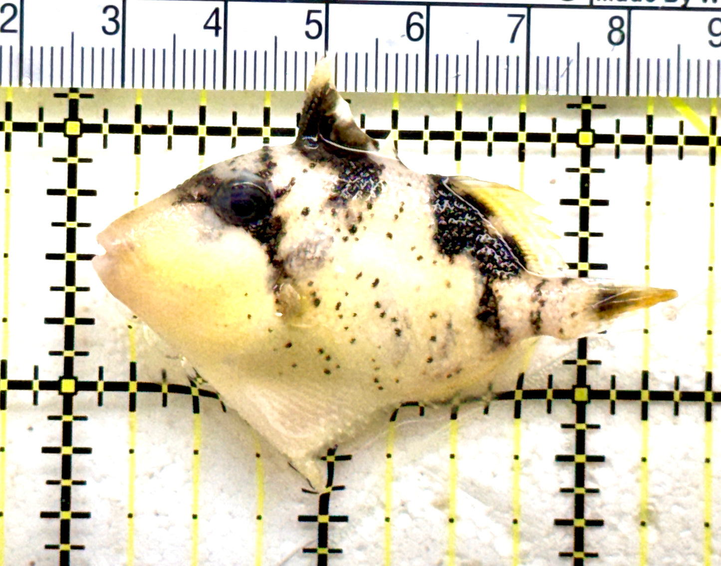 Yellowmargin Triggerfish YT081802 WYSIWYG Size: SM 2.25" Approx