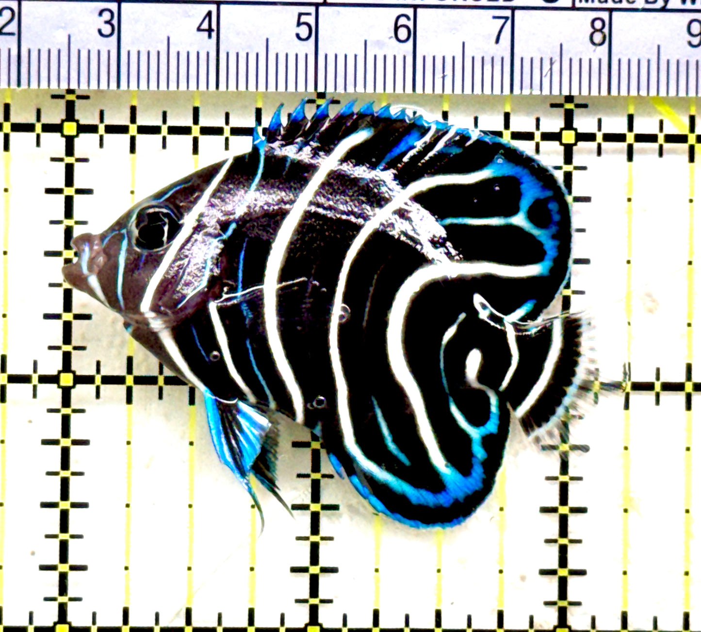 Koran Angelfish Juvenile KAJ081801 WYSIWYG Size: M 2.25" approx