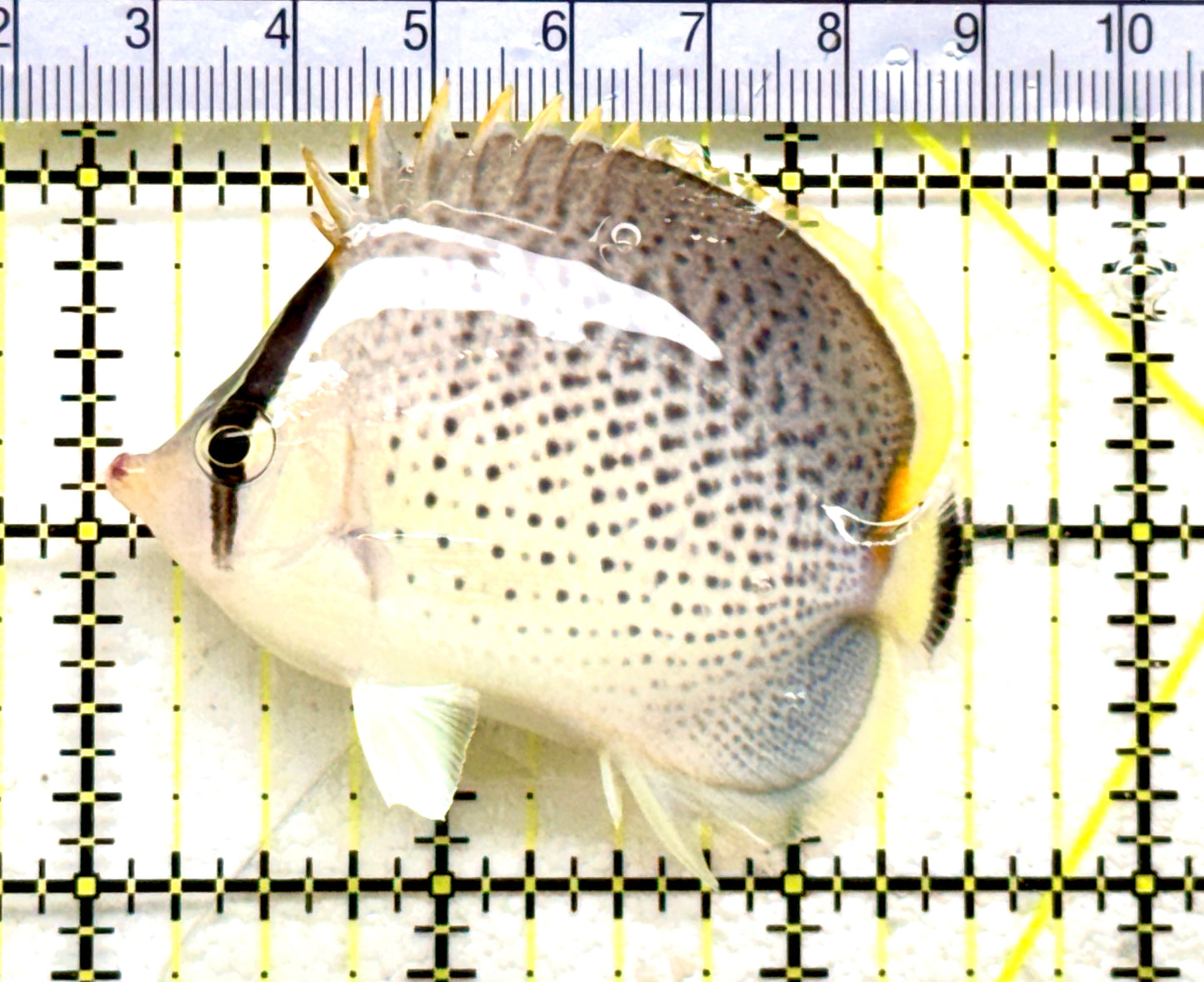 Peppered Butterflyfish PB081801 WYSIWYG Size: M 2.5" approx