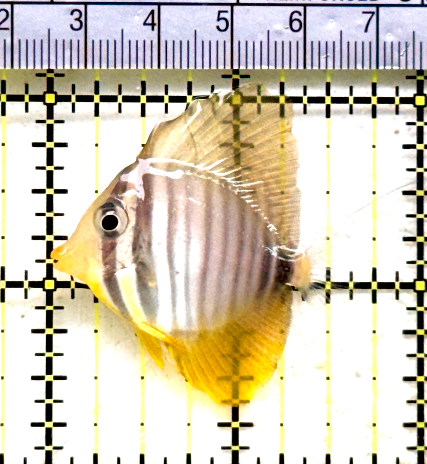 Desjardini Tang (Red Sea Sailfin Tang) DT081704 WYSIWYG Size: S 1.5"approx
