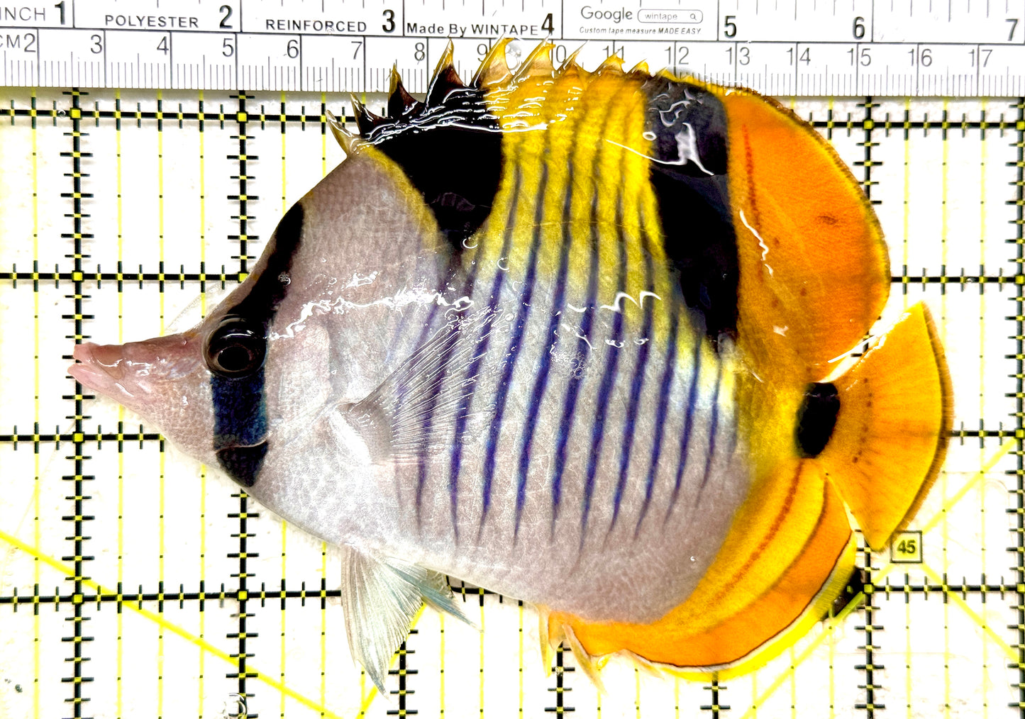 Blackwedged Butterflyfish BB081802 WYSIWYG Size: XXL/SHOW 5.5" approx