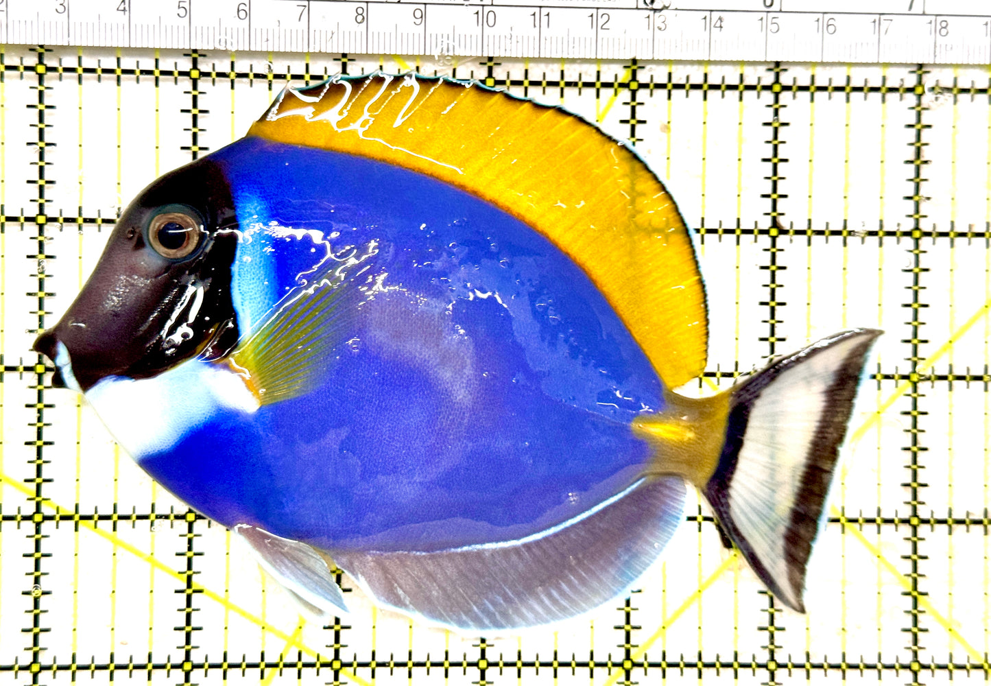 Powder Blue Tang PBT081702 WYSIWYG (Maldives) Size: XL 5.75" approx