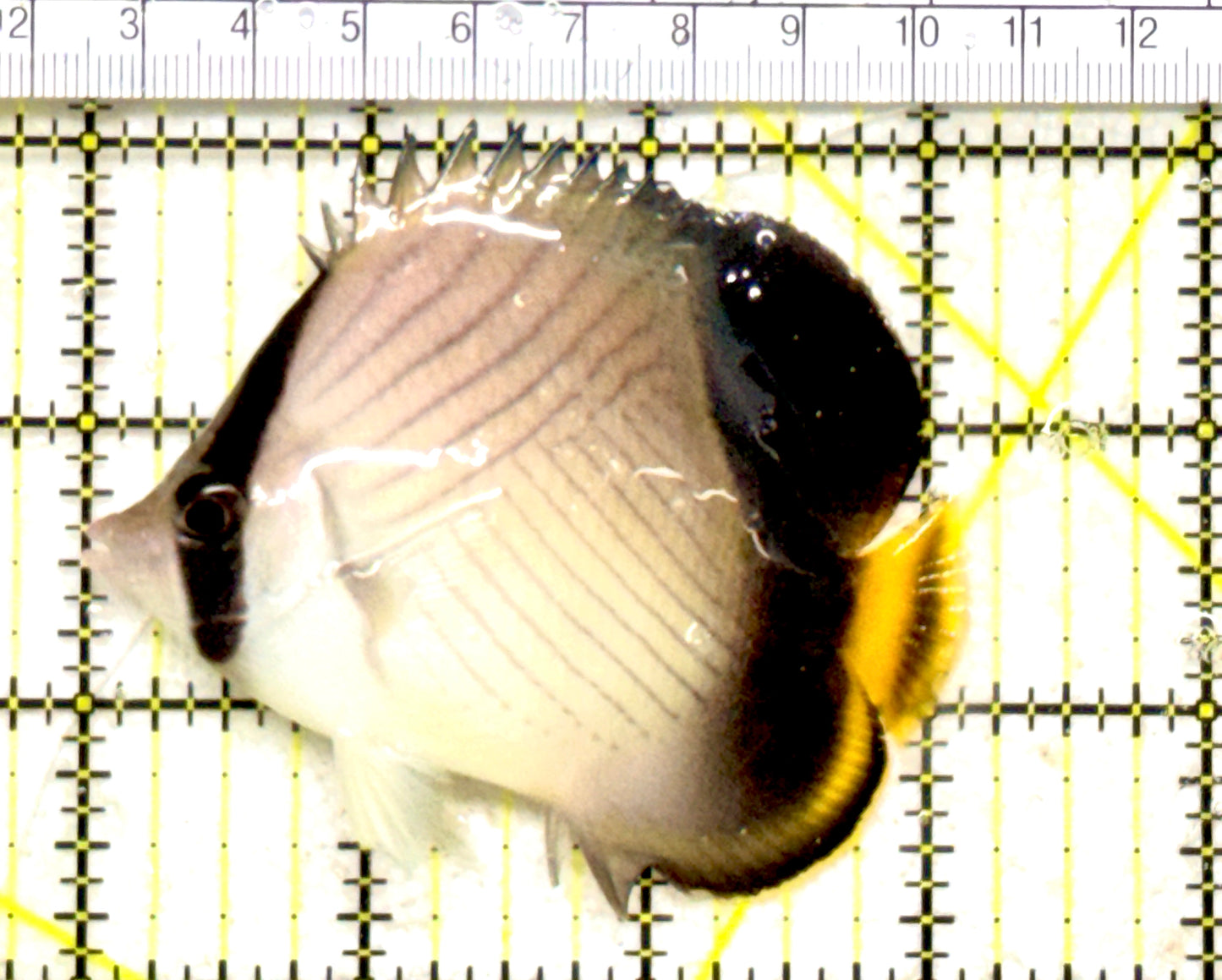 Vagabond Butterflyfish VB0081801 WYSIWYG Size M : 3" approx