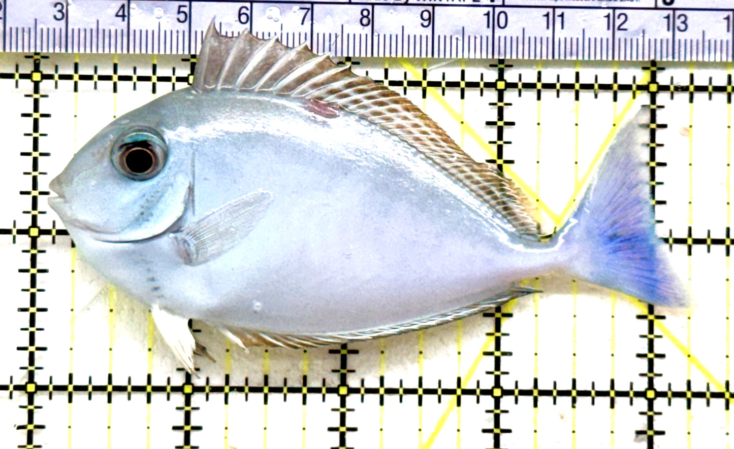 Black Tongue Unicorn Tang BTUT081801 WYSIWYG Size: ML 4.25" approx