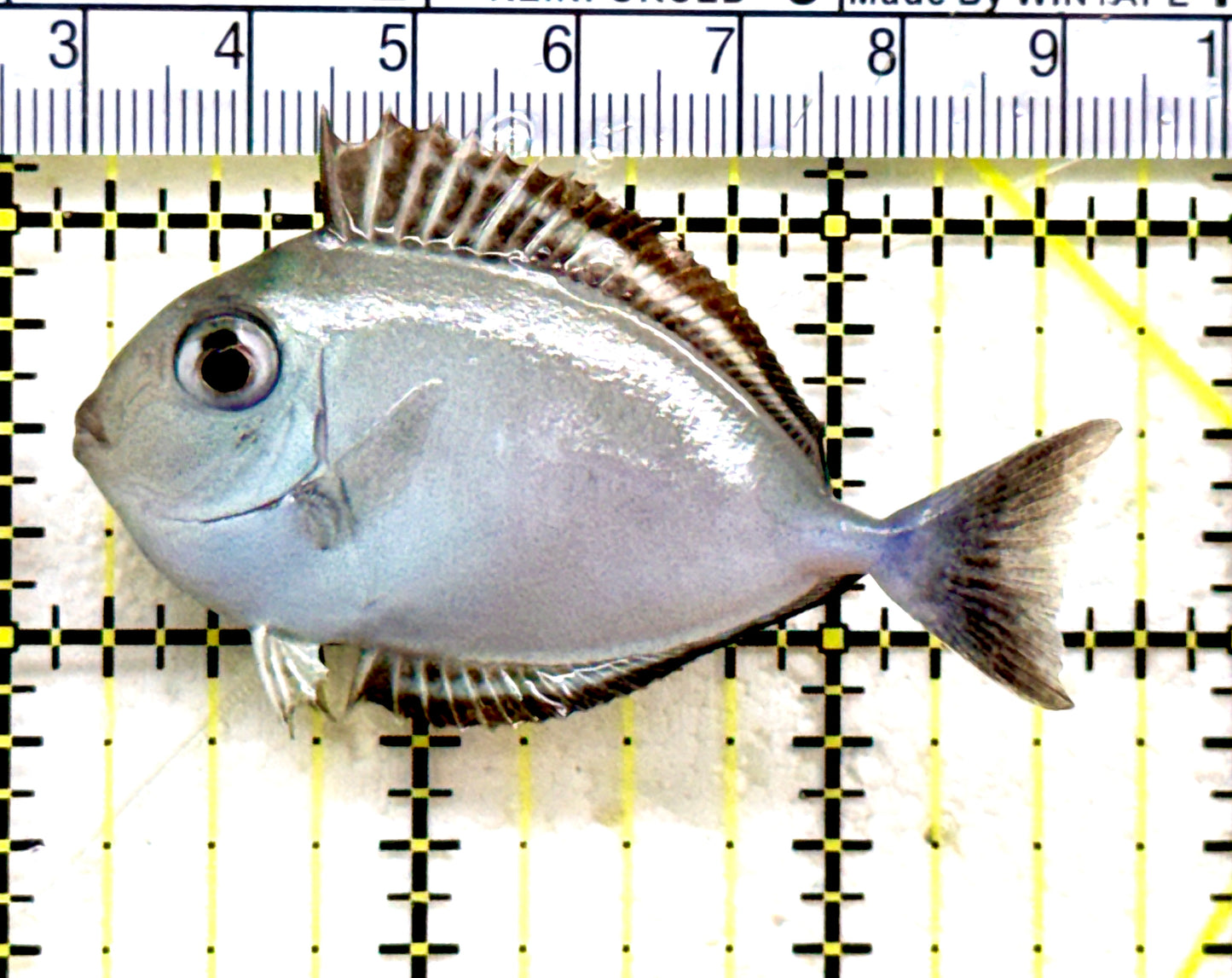 Black Tongue Unicorn Tang BTUT081802 WYSIWYG Size: S 2.5" Approx