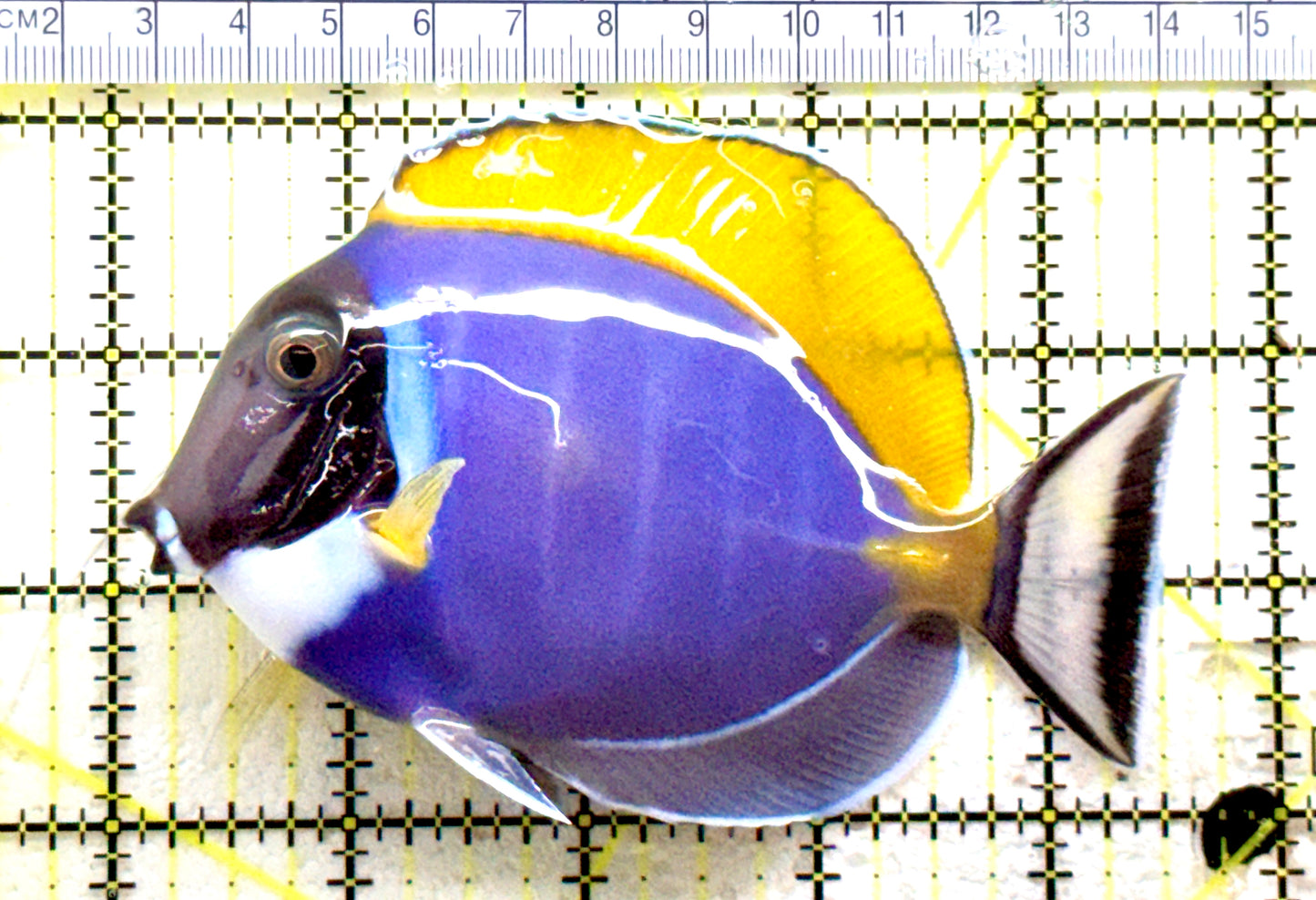 Powder Blue Tang(Maldives) PBT081703 WYSIWYG Size: L 4.5" approx