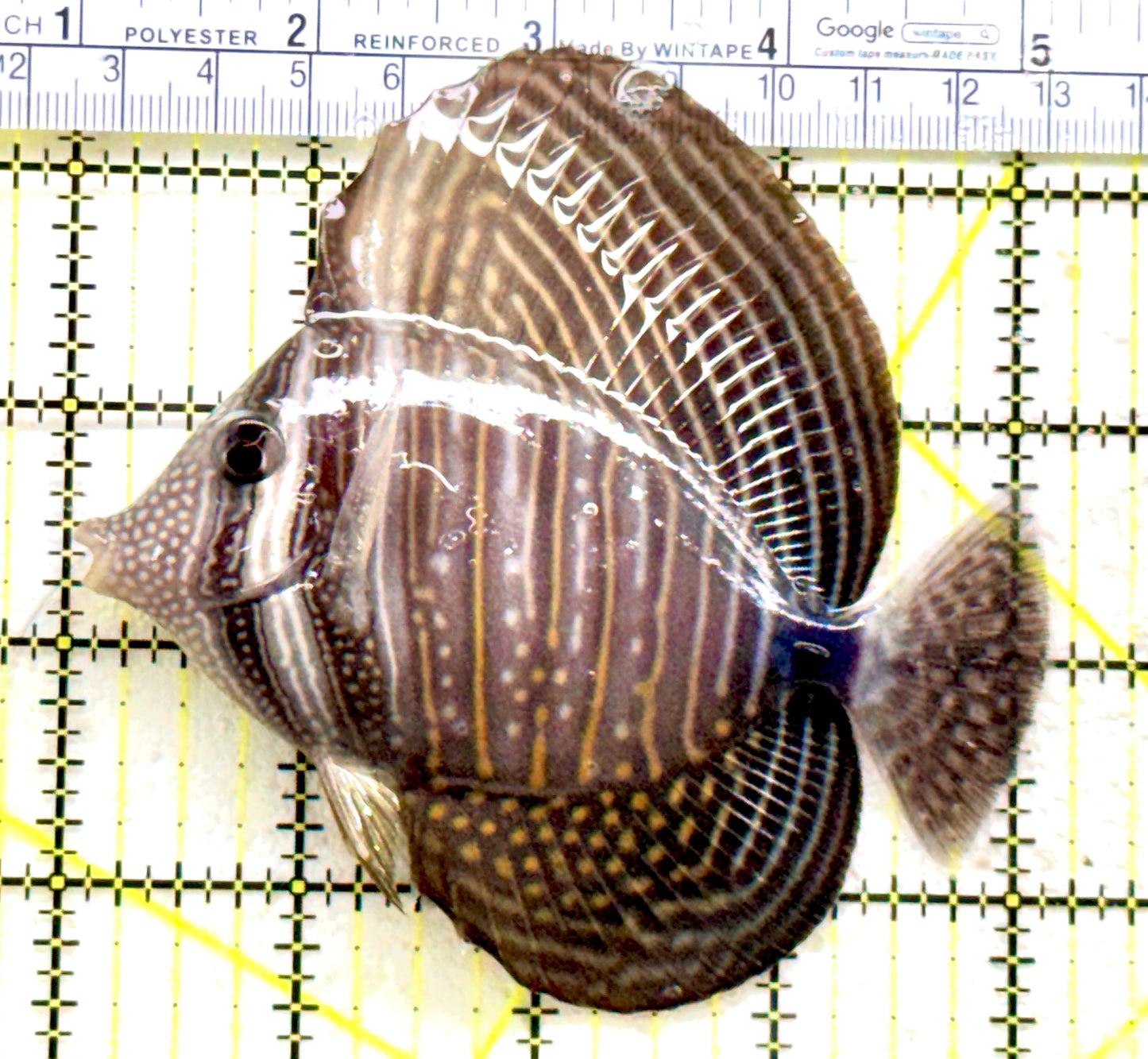 Desjardini Tang (Red Sea Sailfin Tang) DT081705 WYSIWYG Size: ML 4" approx