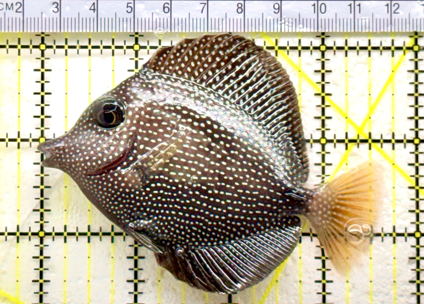 Gem Tang GT081802 WYSIWYG Size: M 3.5" approx
