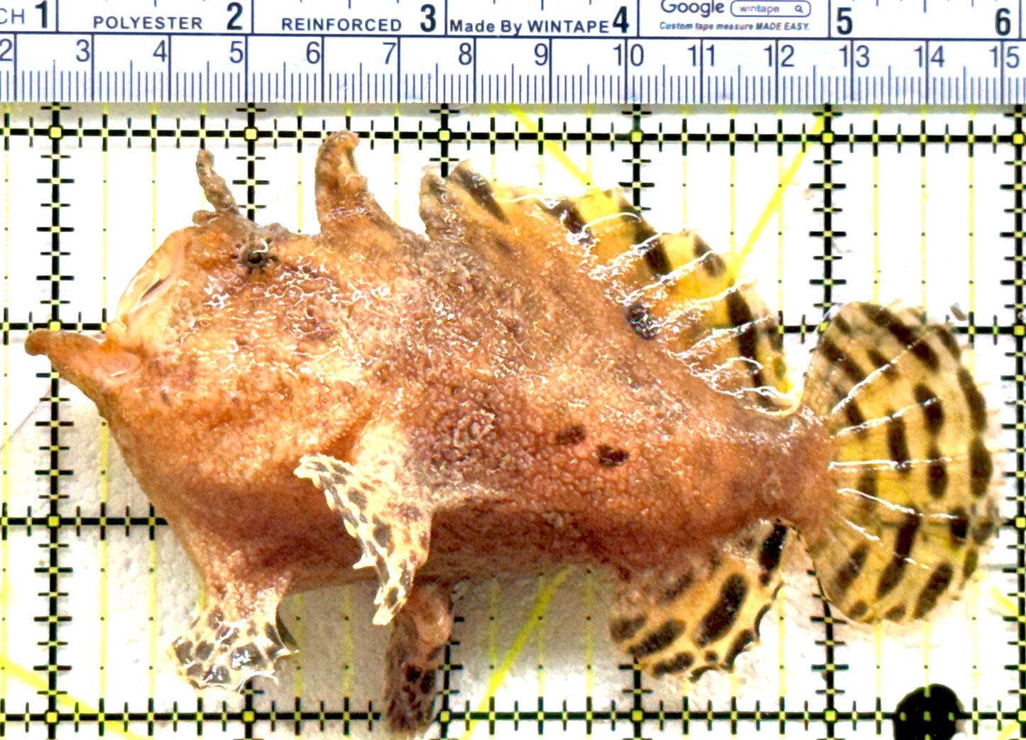 Shaggy Angler SA081801 WYSIWYG Size: L 5" approx
