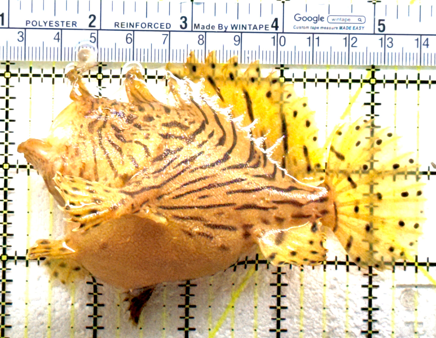 Shaggy Angler SA081805 WYSIWYG Size: L 4.5" approx