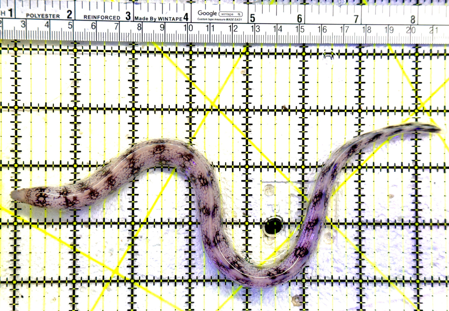 Snowflake Eel SE081802 WYSIWYG Size: S 8" to 12" approx