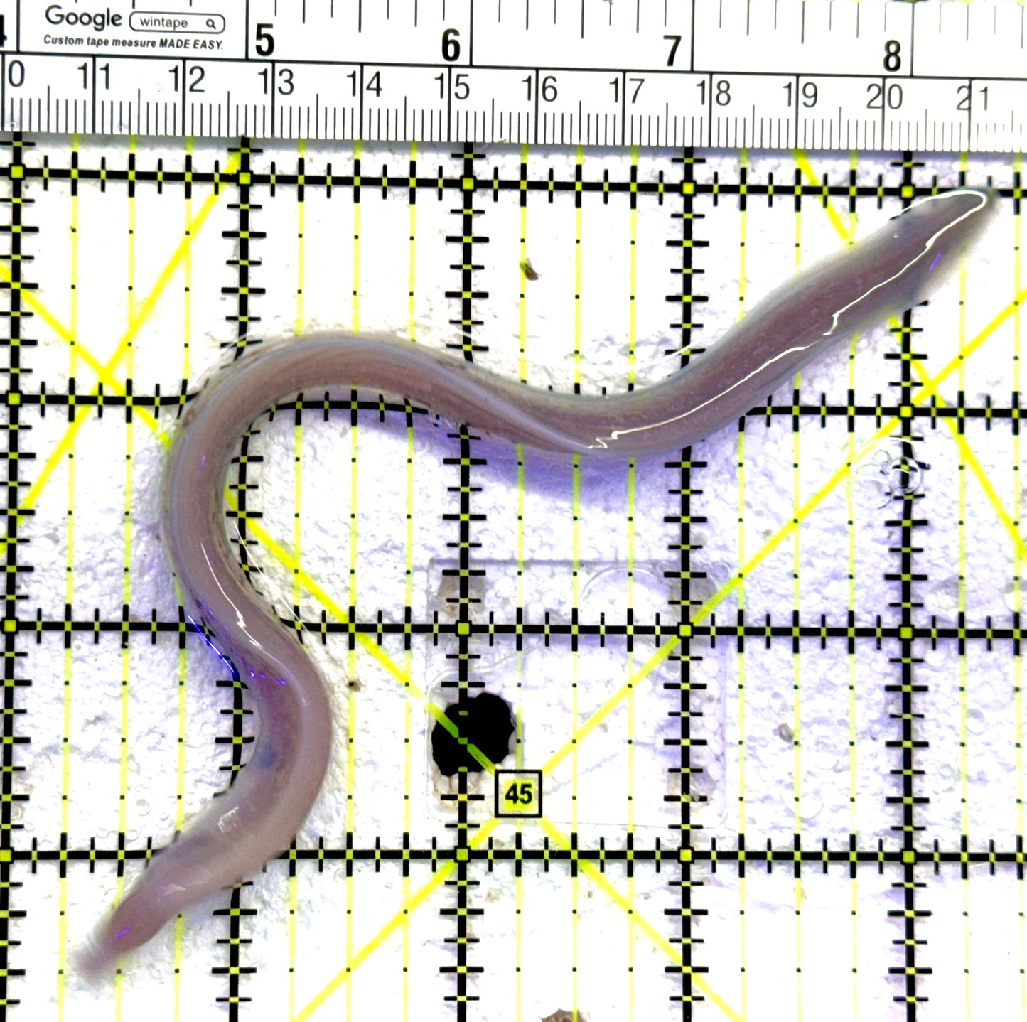 White Eye Moray Eel WEME081803 WYSIWYG Size: Tiny 8" and below approx
