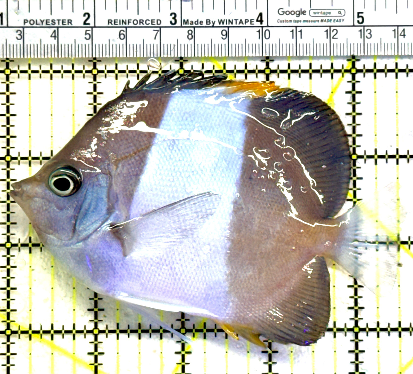 Blue Zoster Pyramid Butterflyfish BZPB081802 WYSIWYG Size: L 5" approx