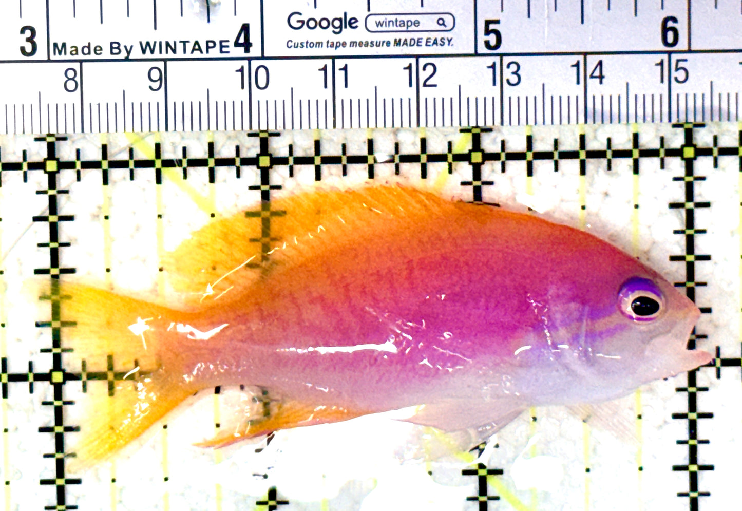 Bimaculatus Anthias Female BAF061602 WYSIWYG Size: XL 3" approx