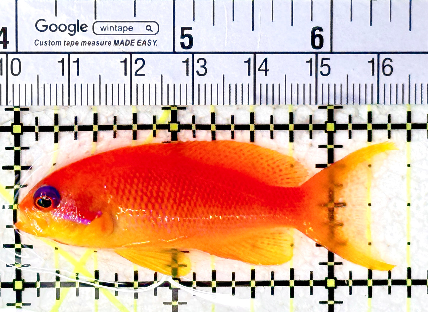 Female Lyretail Anthias (Maldives) FLA061602 WYSIWYG Size: SHOW XXL 2.5" approx