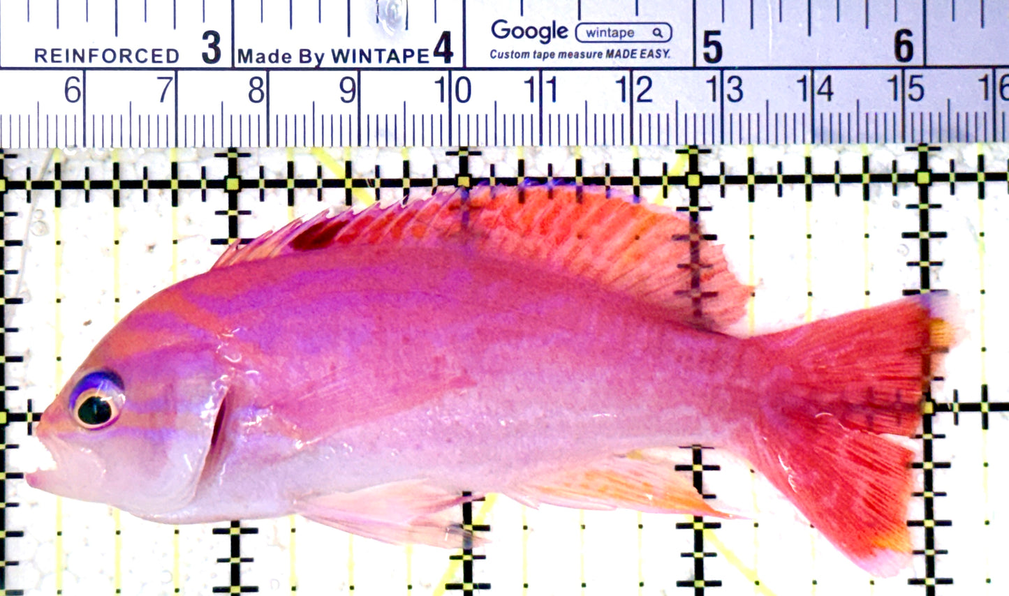 Bimaculatus Anthias Female BAF061604 WYSIWYG Size: XL 4" approx