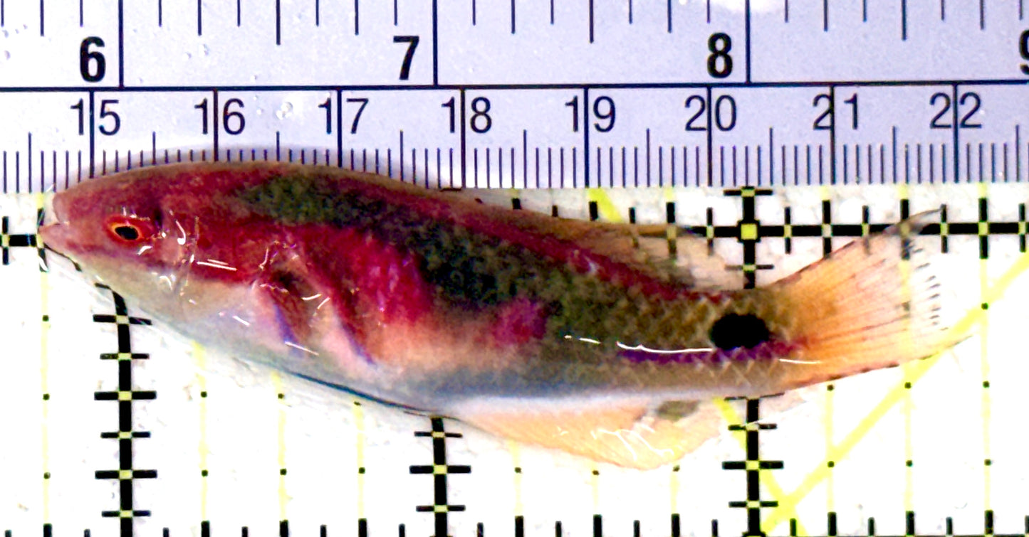 Exquisite Fairy Wrasse (Maldives Special Grade) EFW061601 WYSIWYG Size: M 3" approx