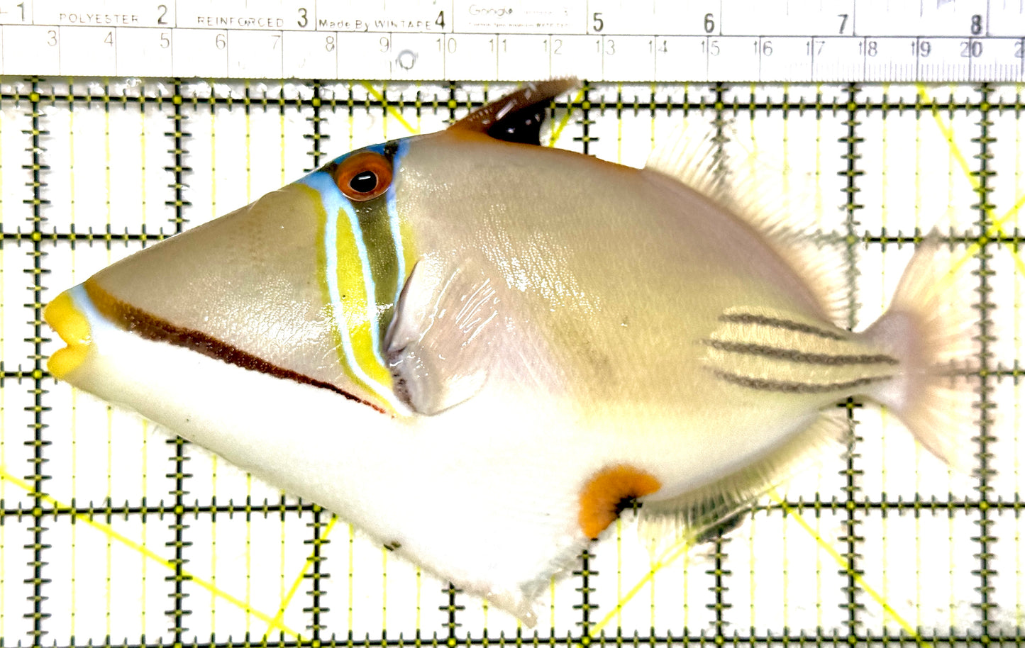 Assai Trigger (Red Sea) AT081801 WYSIWYG Size: XL 7" approx