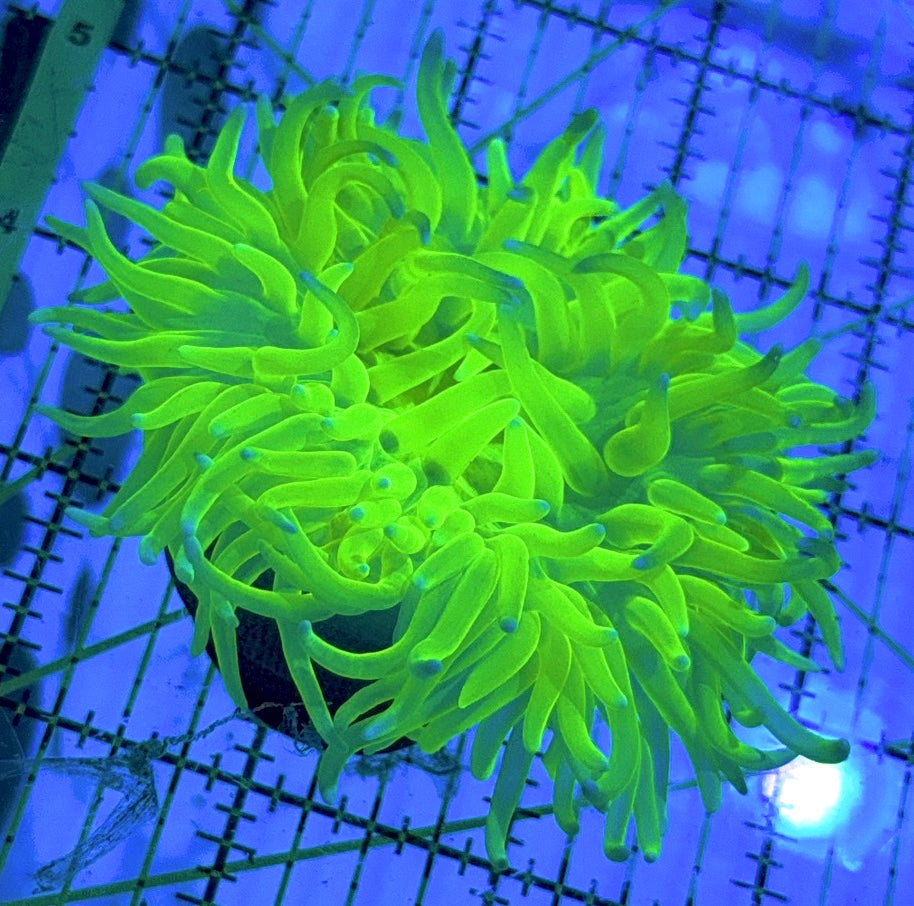 Neon Green Long Tentacle Anemone NGLTA090503 WYSIWYG Size M: 3" to 5 "