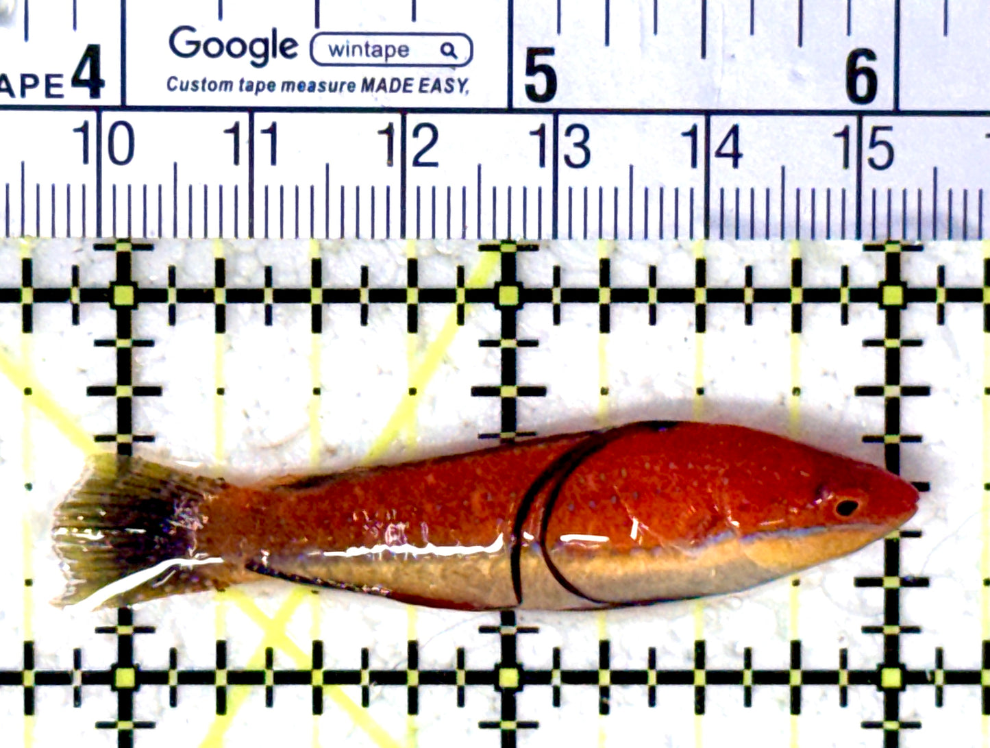 HighFin Fairy Wrasse (Maldives Special Grade) HFW061601 WYSIWYG Size: XL 2.25" approx