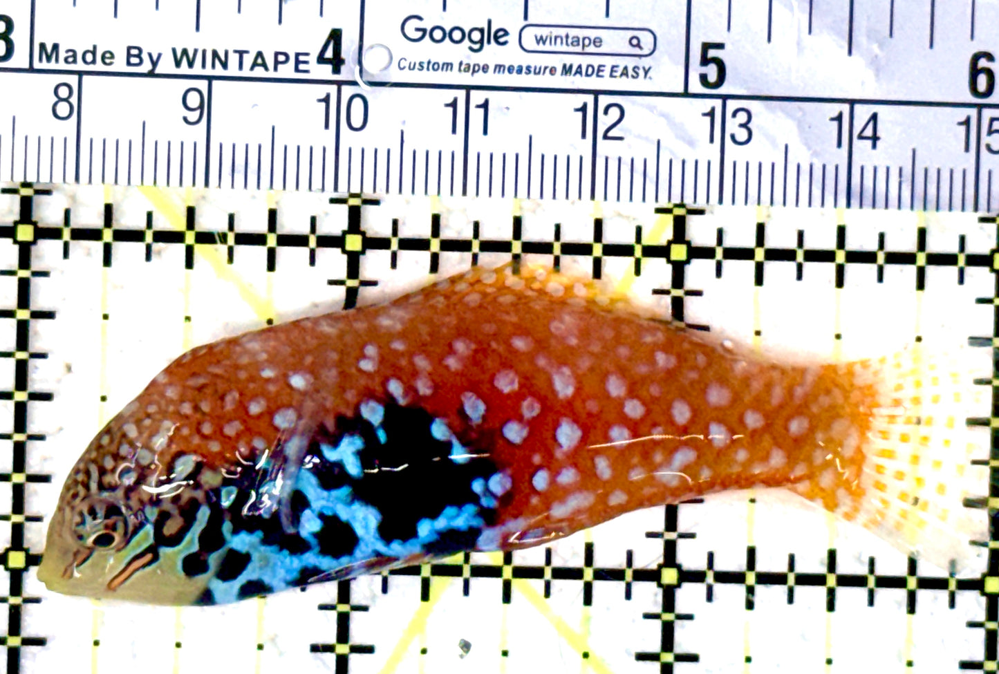 BlueStar Divided Leopard Wrasse Female BDLWF061601 WYSIWYG Size: XL 3" approx
